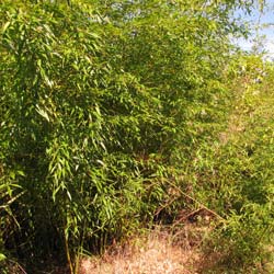 Bambú Phyllostachys flexuosa